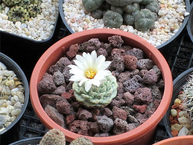 strombocactus disciformis